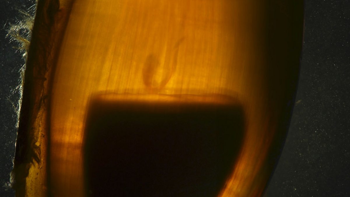 BBC One Shark The art of filming shark eggs