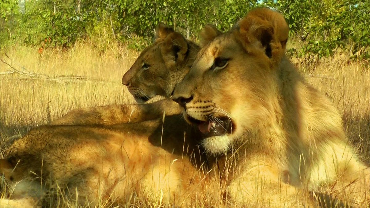 safari bbc news