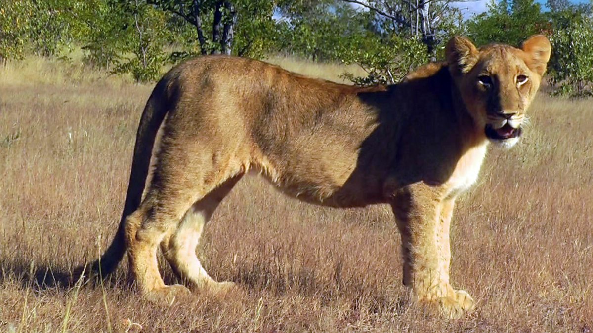 BBC News - The Travel Show, 02/05/2015 GMT, Up close encounters with lions