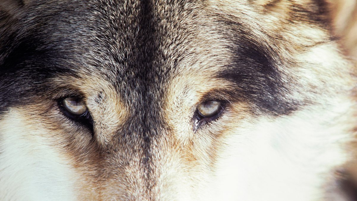 Злой волк. Lone wolf фото. Wolf song. Бренд вулф. Лоун вулф.