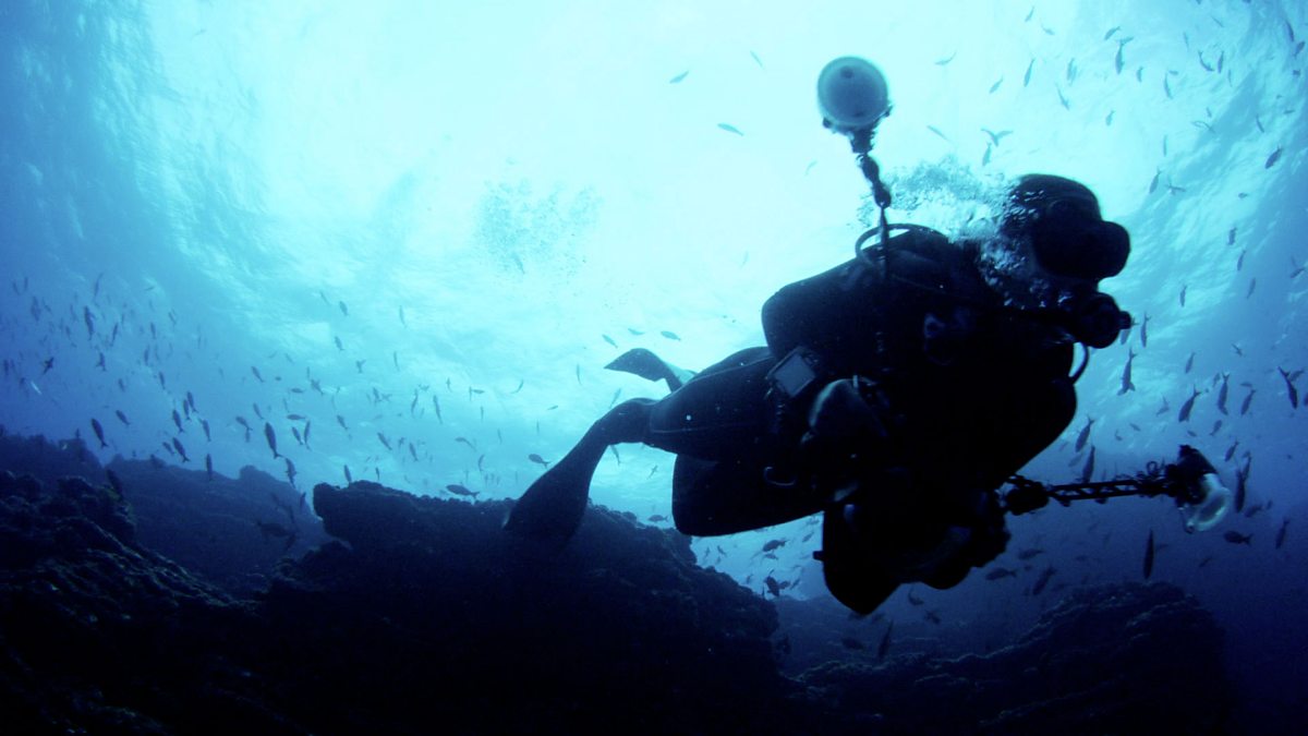 Bbc One - Shark, Episode 3, The Manta Ray: A Complex Gentle Giant Of 