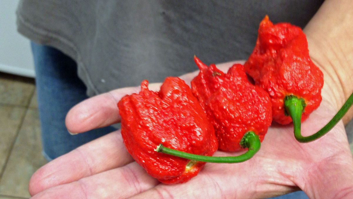 Jalapeno v Carolina Reaper. Каролина Рипер вырастает в см. Hot Pepper Jalapeno Pink Tiger. $Экс Эда переца.