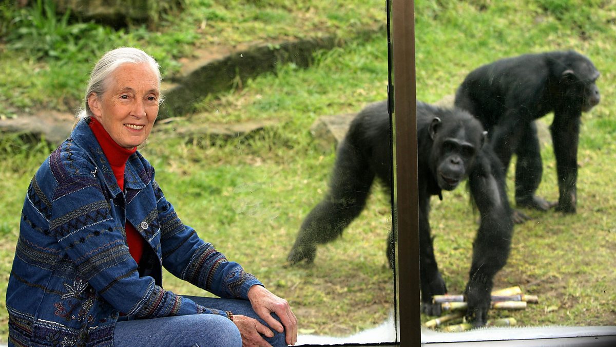 BBC World Service - Discovery, Origins of War, Jane Goodall describes