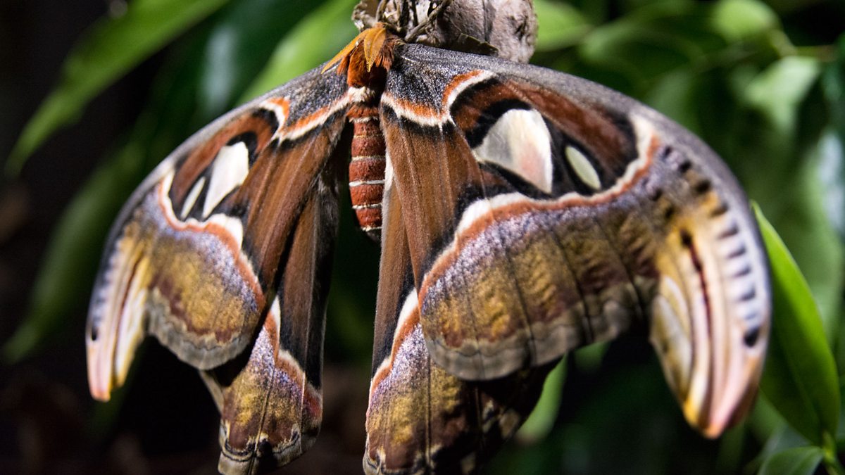 BBC Two - Japan: Earth's Enchanted Islands - Atlas moths