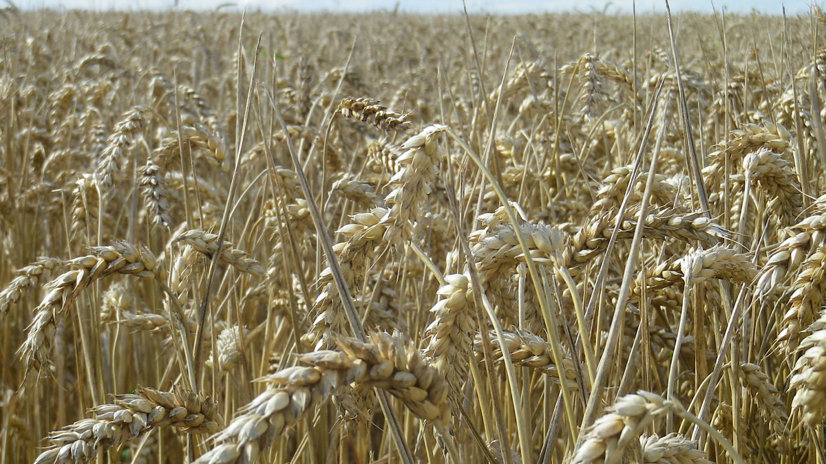 BBC World Service - The Inquiry, Is Opposition to GM Crops Irrational?