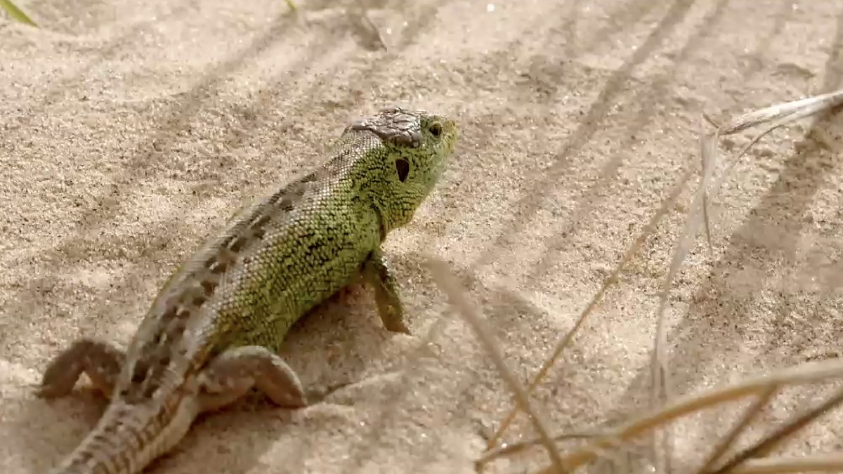 BBC Two Springwatch, 2015, Sand Lizards