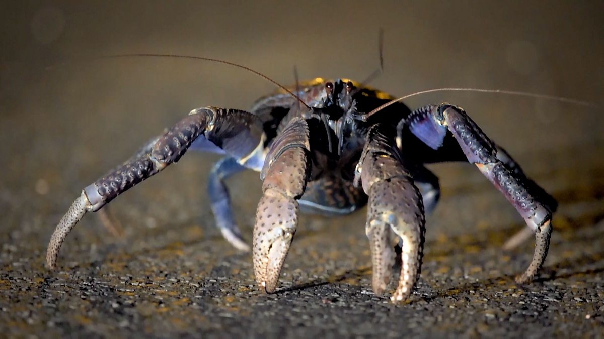 BBC Two Japan Earth's Enchanted Islands, The Southwest Islands, The