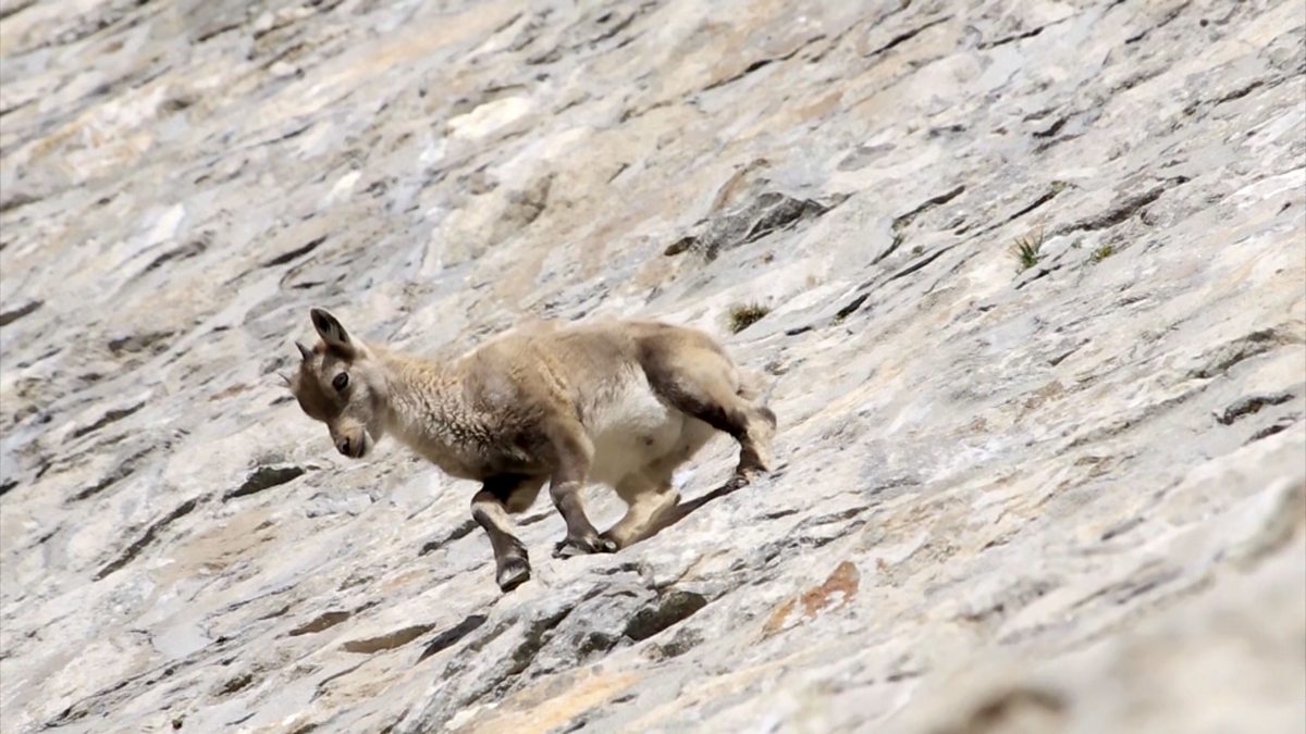 BBC One Animals Unexpected, The nimble footed ibex