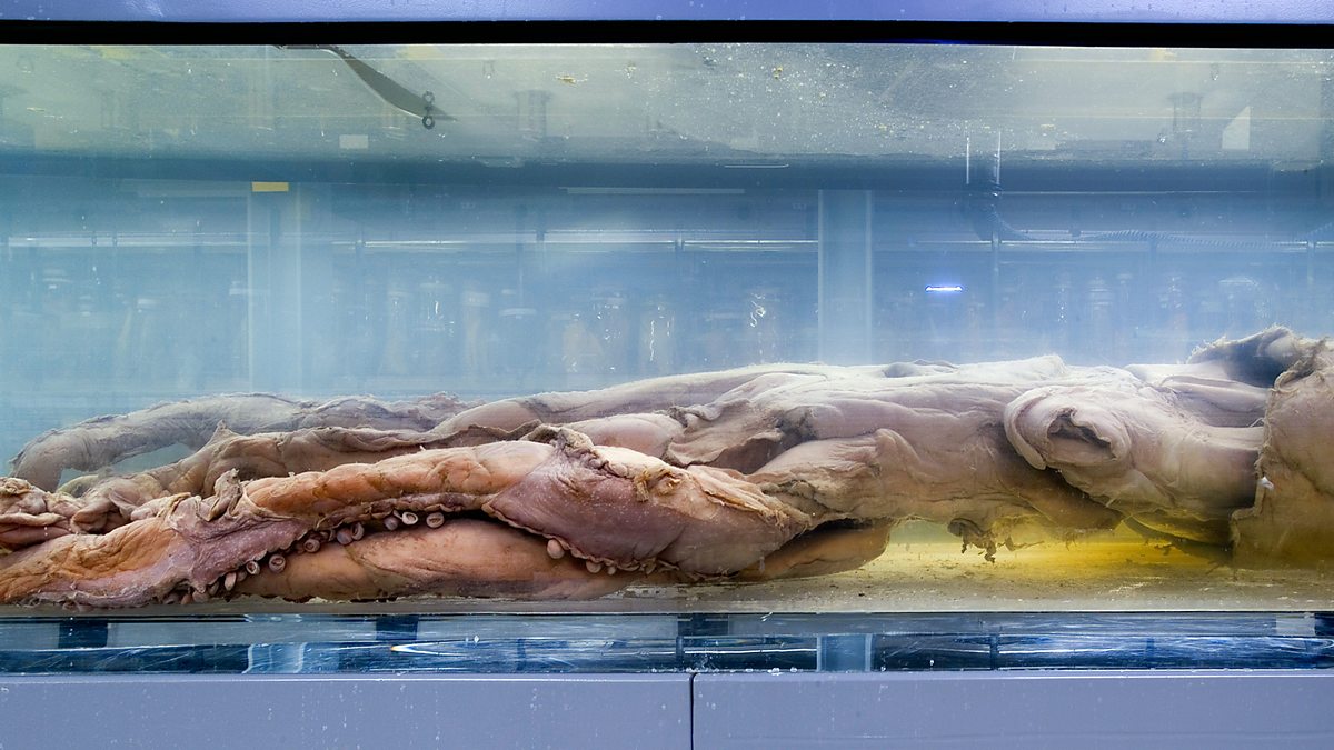 Bbc Radio 4 Archie The Female Giant Squid Natural Histories Specimens From The Series 