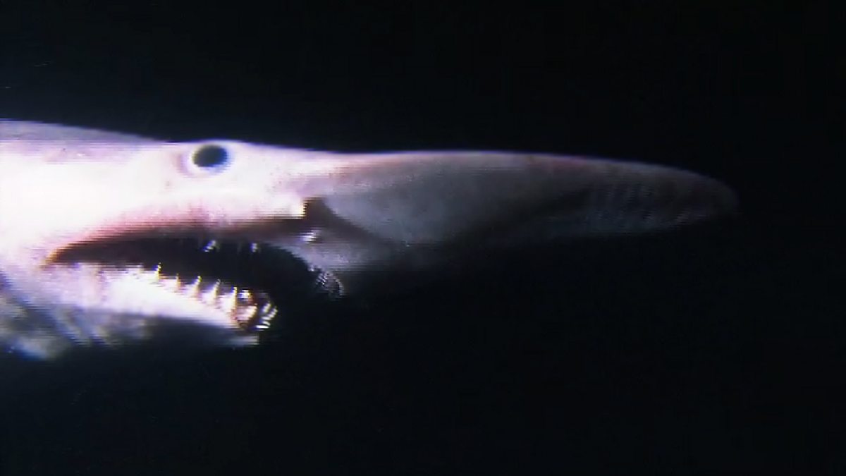 BBC Four - Legends of the Deep: Deep Sea Sharks