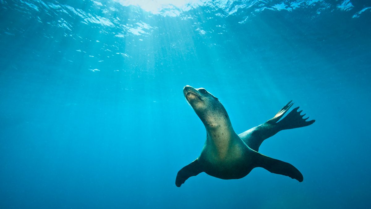 BBC One - Big Blue Live - California sea lion