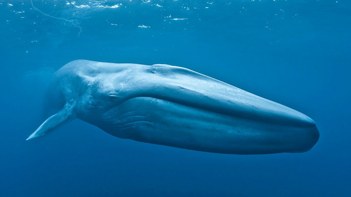 blue whale underwater