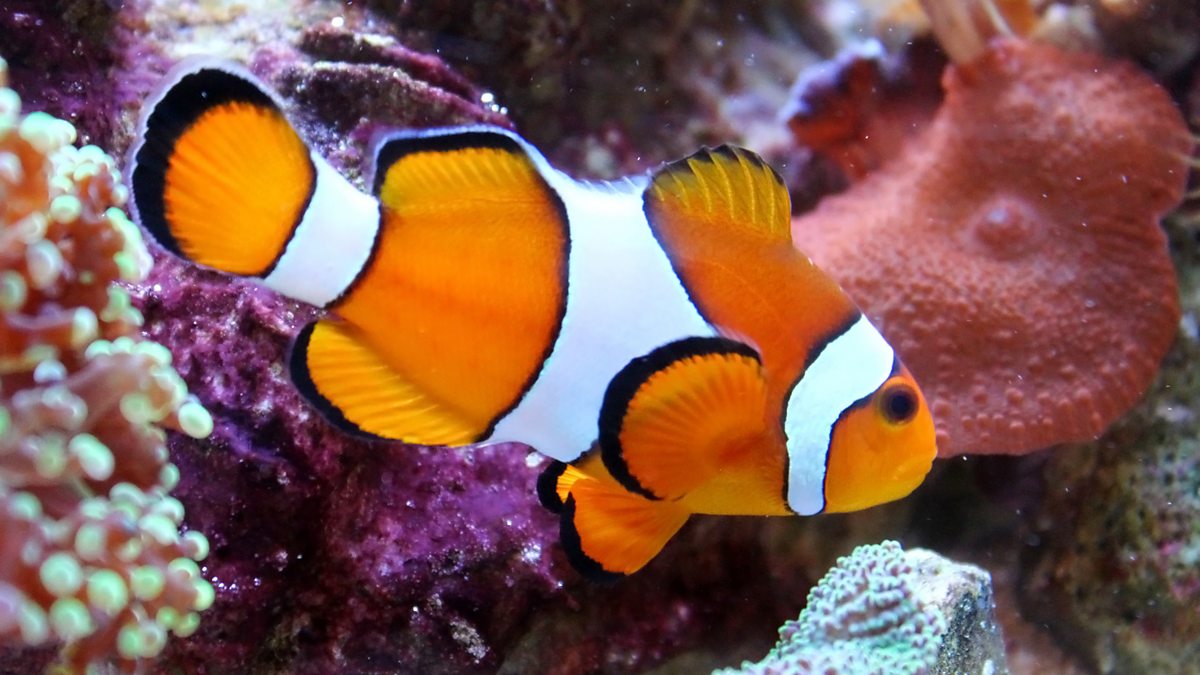 Says the fish. Рыба клоун Пресноводная. Клоун рыба цвета в природе. Рыба-клоун фото морская и аквариумная. Рыбки клоун на IOS 16.