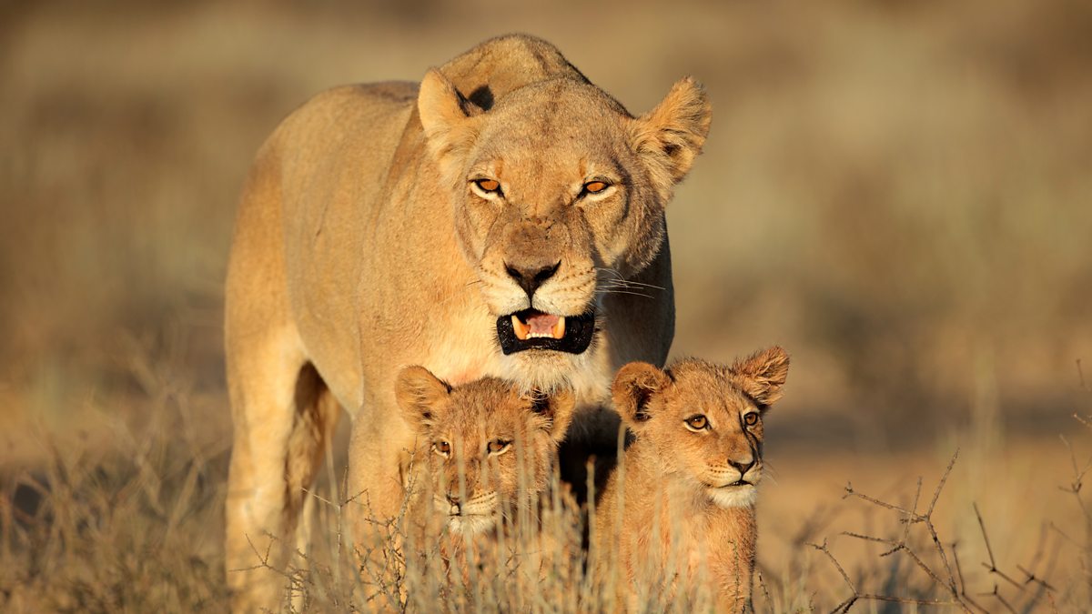 BBC One Animal Super Parents Lions