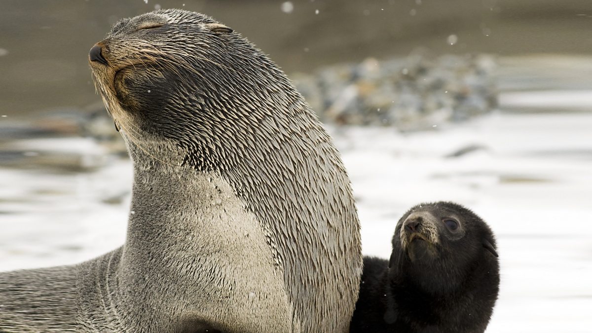 BBC One Animal Super Parents Fur Seals