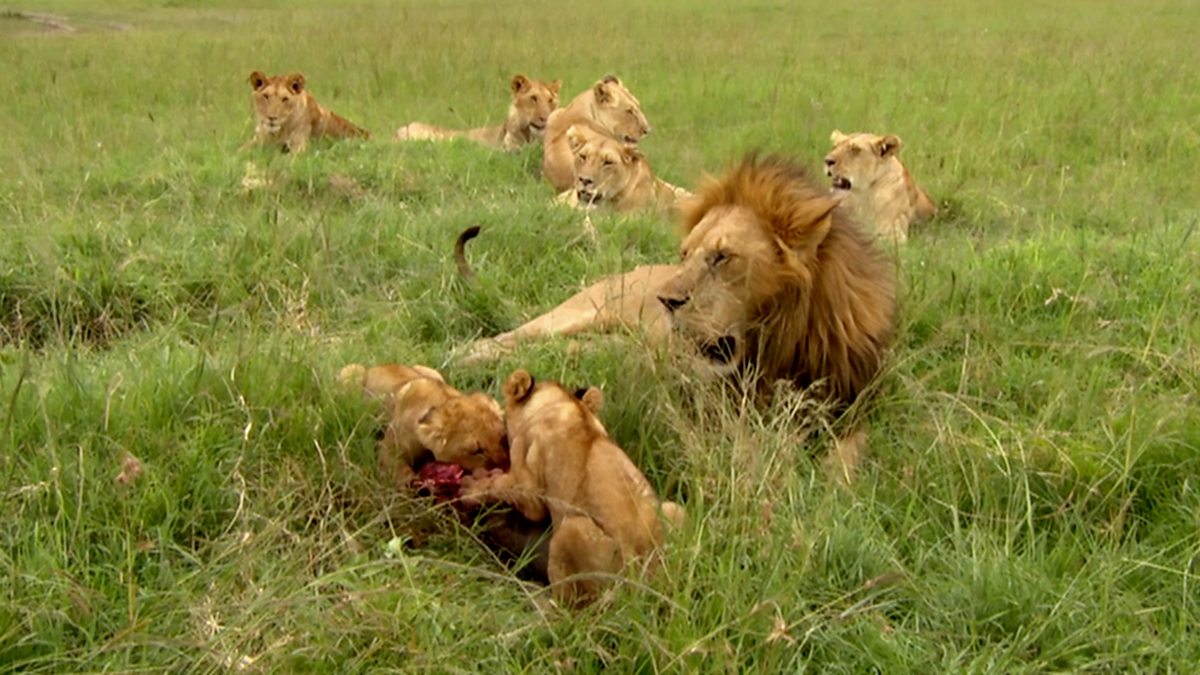 BBC One - Animal Super Parents, It Takes Two, Lion father makes sure ...