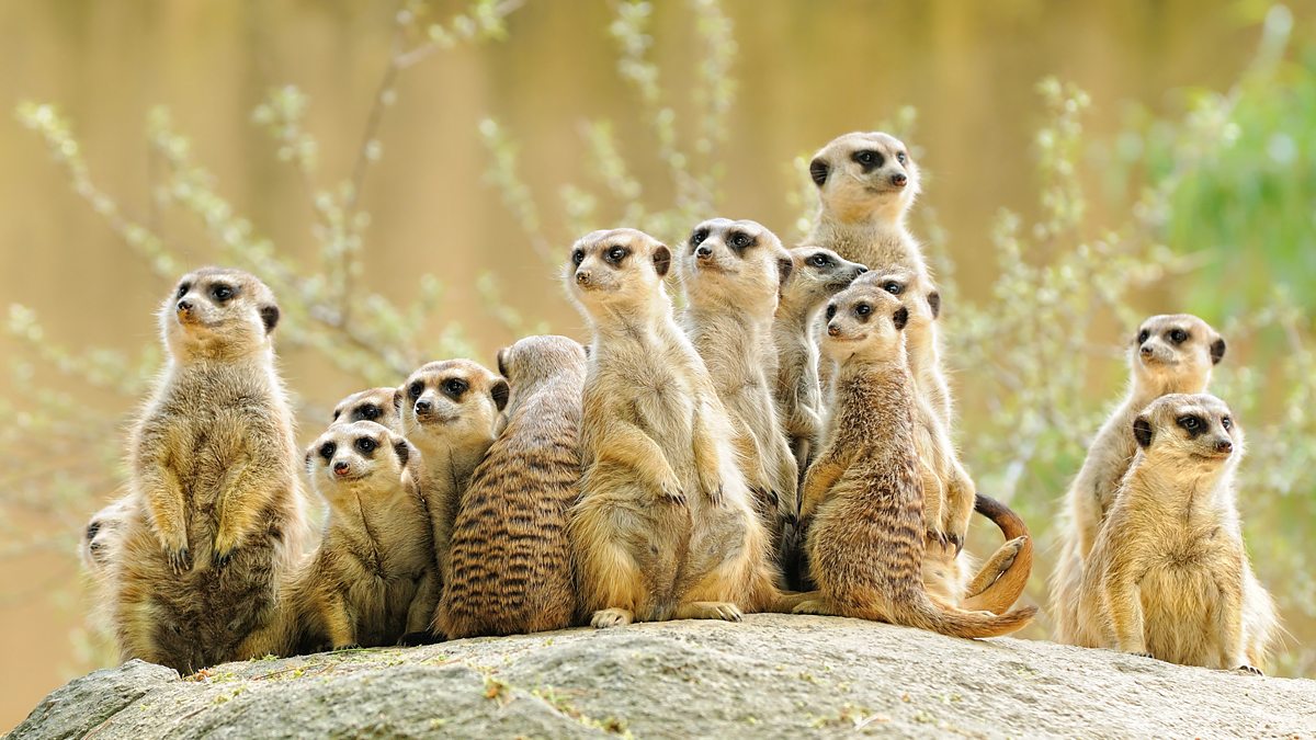 BBC One - Animal Super Parents - Meerkats
