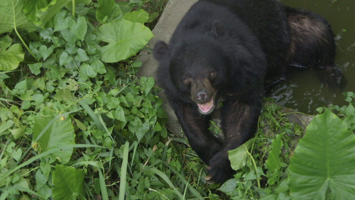 BBC News The Travel Show, 08/08/2015 GMT, Feeding Taiwan's endangered