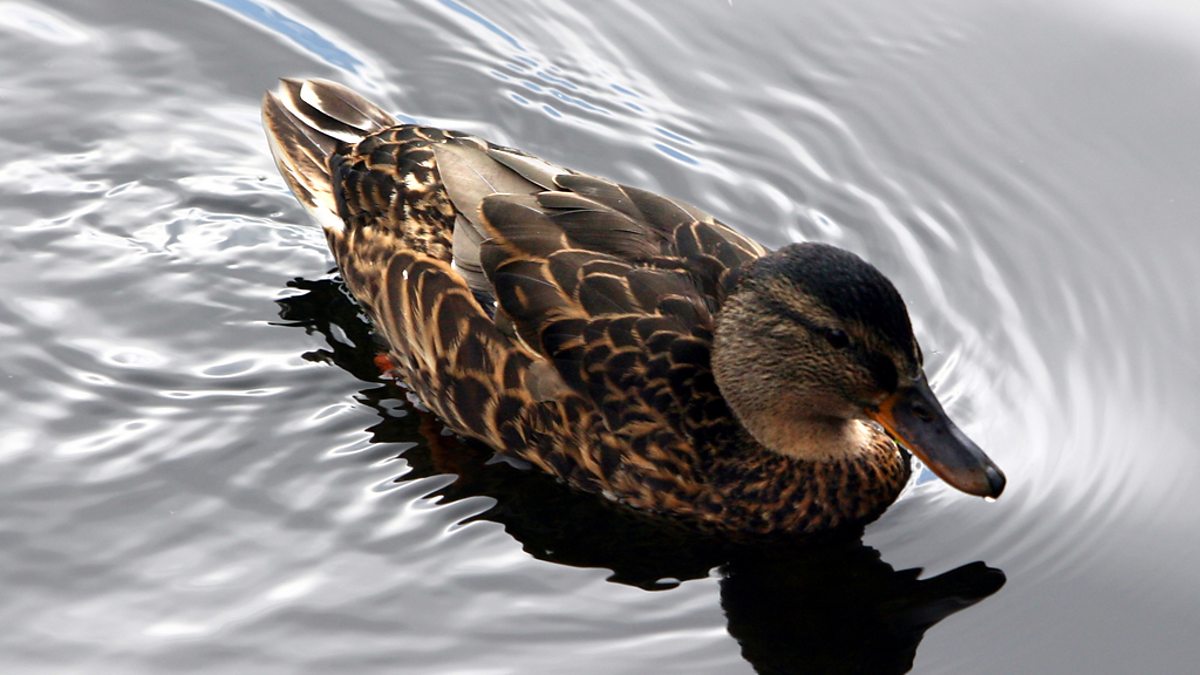BBC World Service The Forum, Grief, Do birds feel grief?