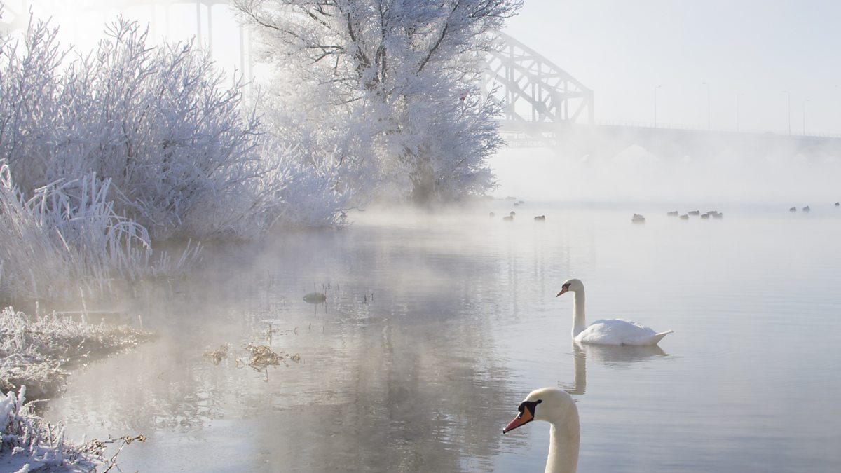 BBC Bitesize, GCSE English Literature Winter Swans