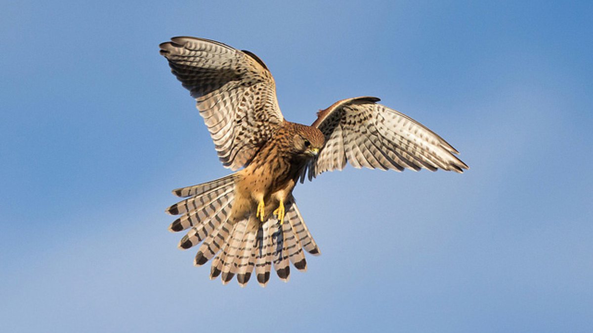 goshawk vs sparrowhawk