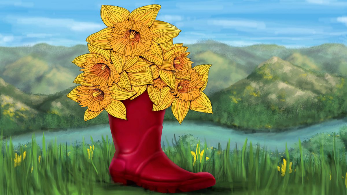 BBC Radio 4 Natural Histories, Daffodils