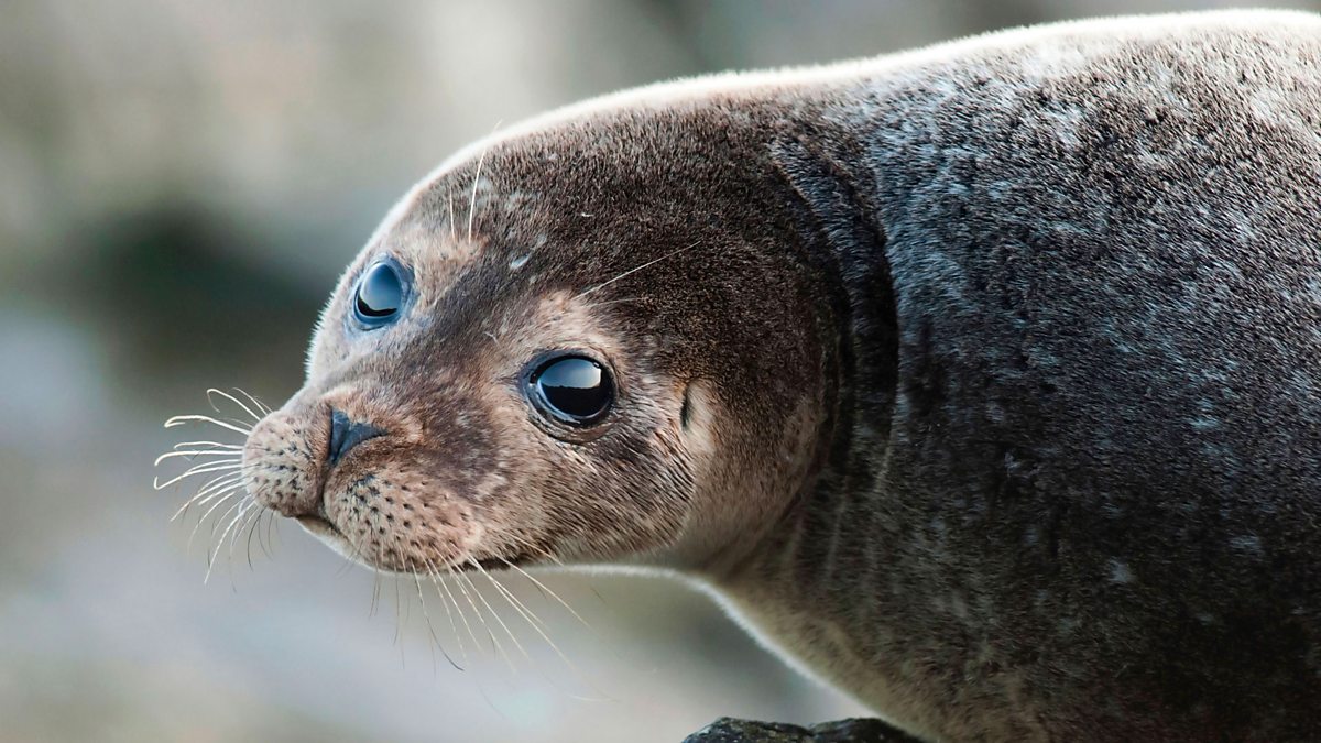 Bbc one big blue uk seals