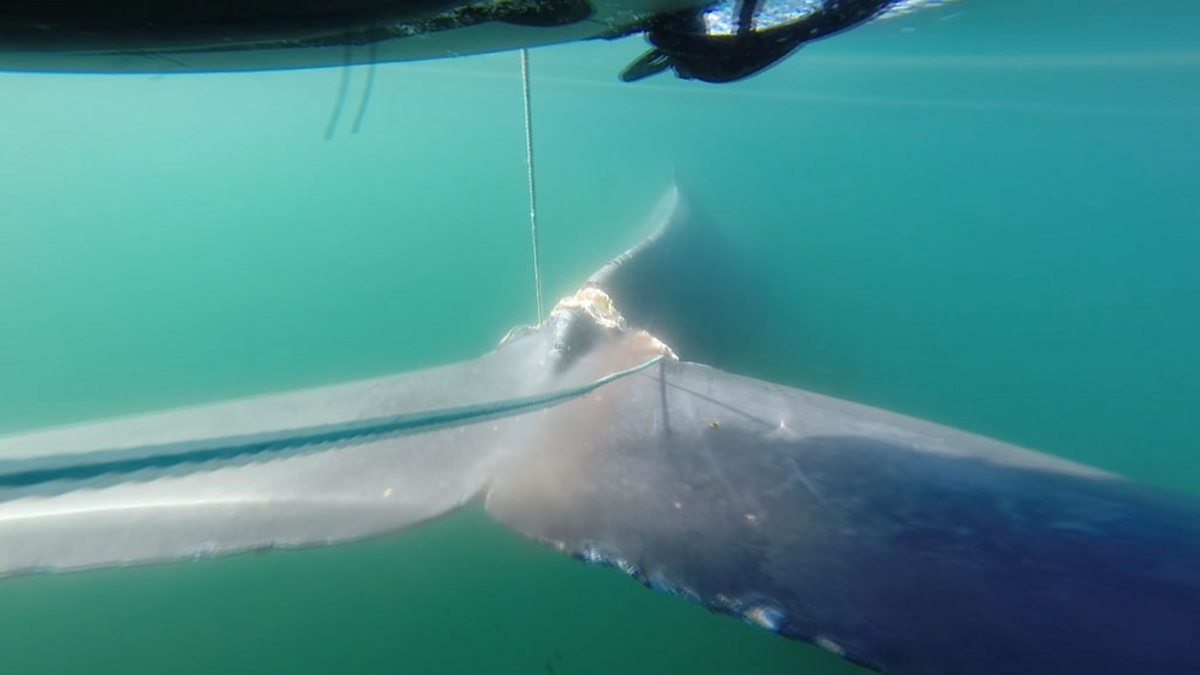 BBC One Big Blue Live Episode 1 Whale Rescue Pointofview