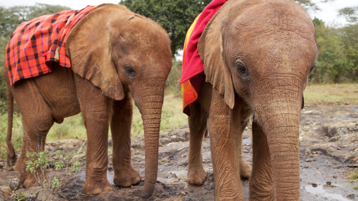 BBC Two - This Wild Life, Baby Elephant Rescue