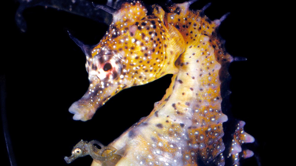 Australian pot-bellied seahorses perform a courtship dance prior to mating.