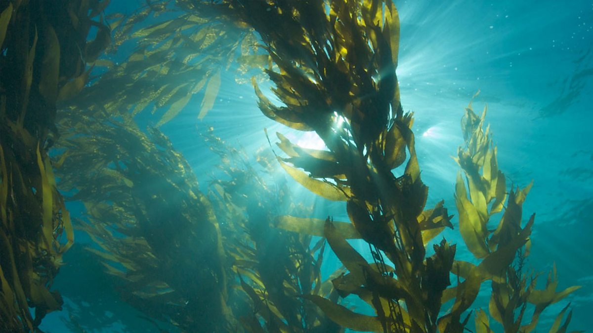 kelp forest wallpaper