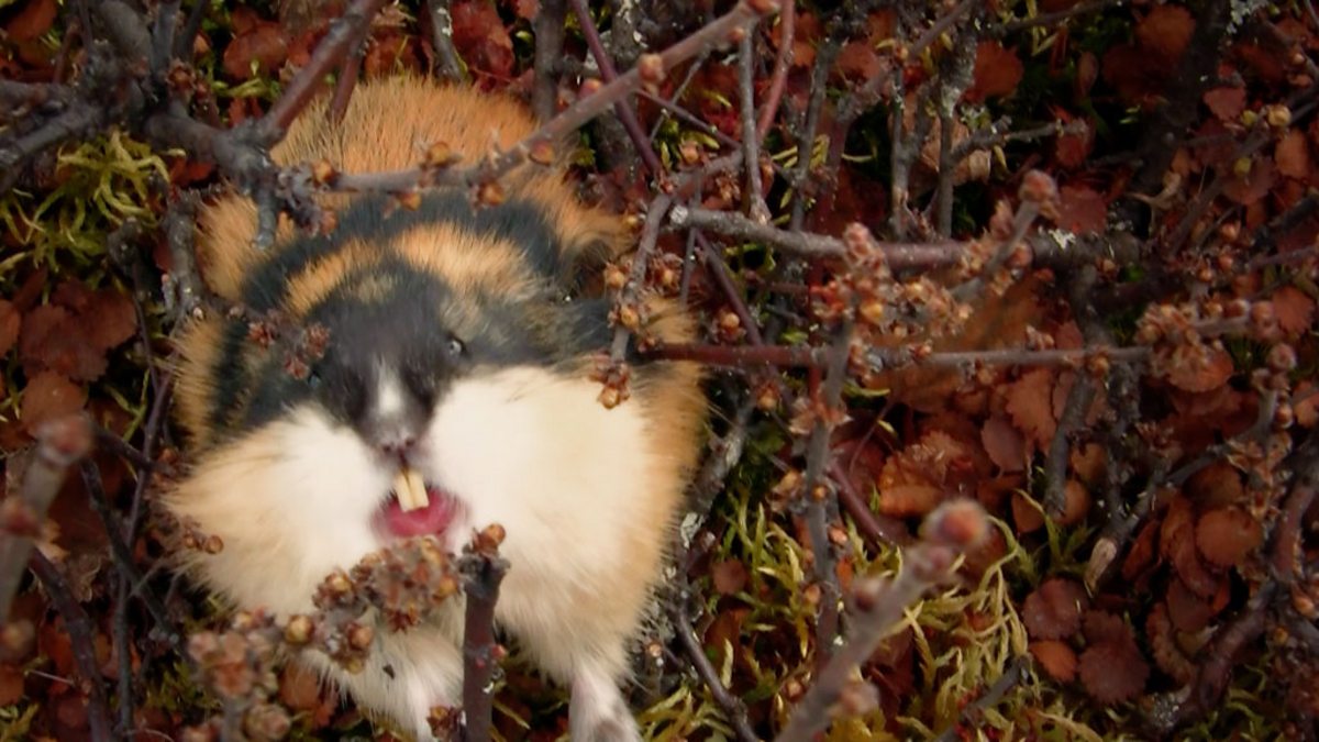Fearless attack lemming - World's Weirdest Events: Episode 2 - BBC