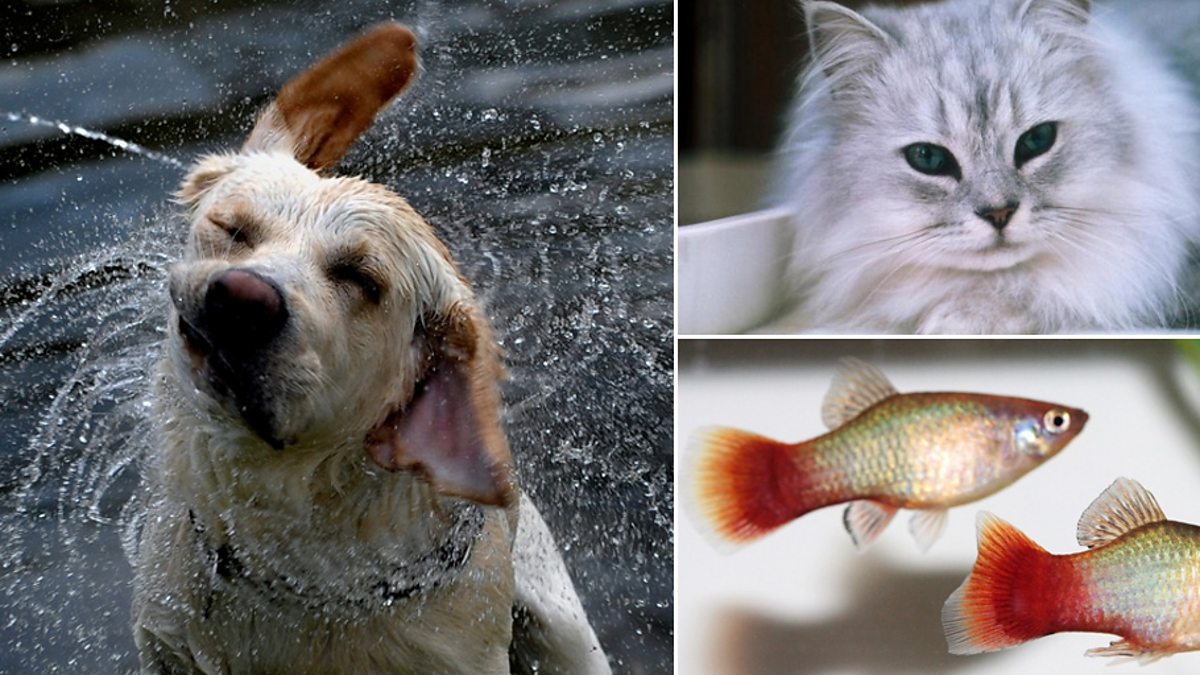 BBC Radio 5 Live - In Short, Pet funerals: '£15k' to turn pet ashes into  diamonds