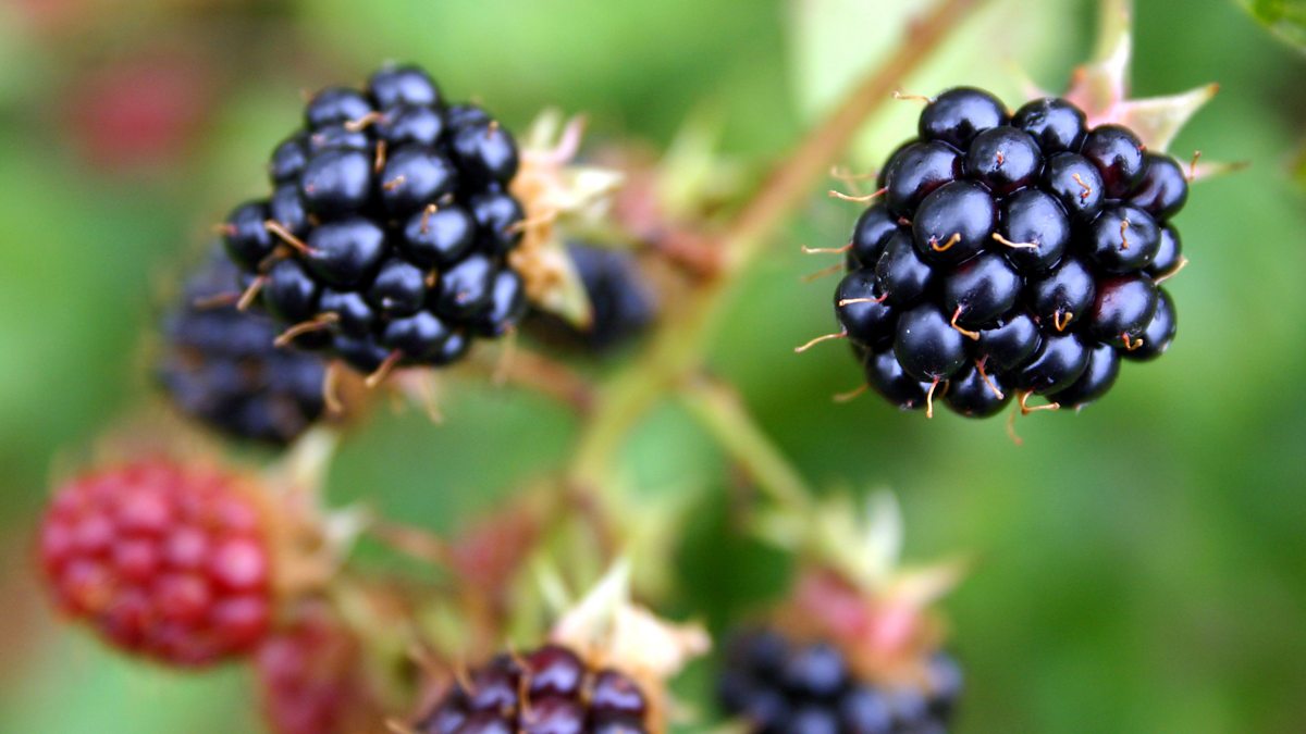 Brambleberries: What's the Difference?