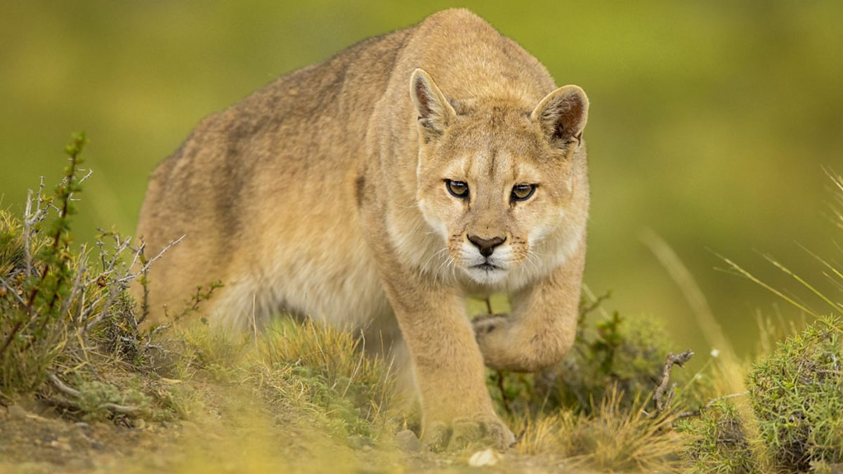BBC Blogs - TV blog - Patagonia: Had the pumas attacked, we would have been  done for