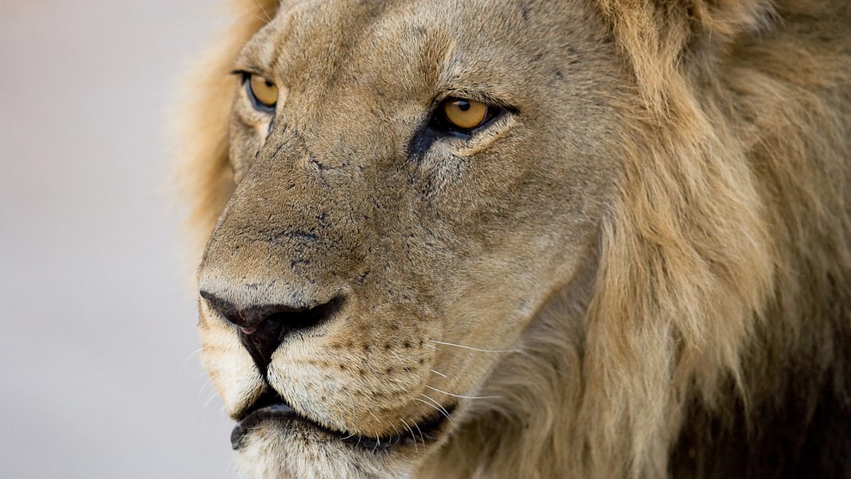 BBC Radio Shropshire - Jim Hawkins, In the Cool Seat it's wildlife ...