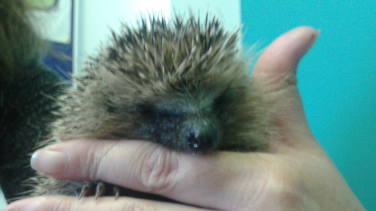 BBC Radio Wales Country Focus, Fungi, Seaweed Crisps and Helping