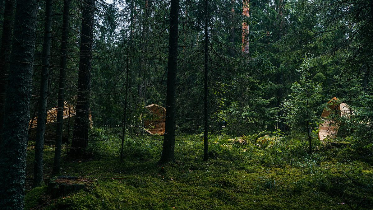 Глухой лес определение. Чудо лес. чудеса леса. лесные объекты. леса эстонии.