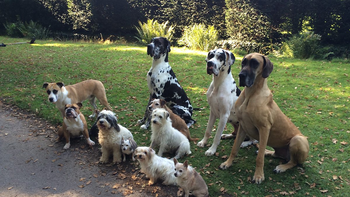 Bbc One Watchdog How To Buy A Puppy Bbc One Watchdog How To Buy A Puppy