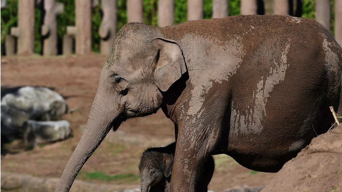 BBC World Service Newsday, Why Do Elephants Rarely Get Cancer?
