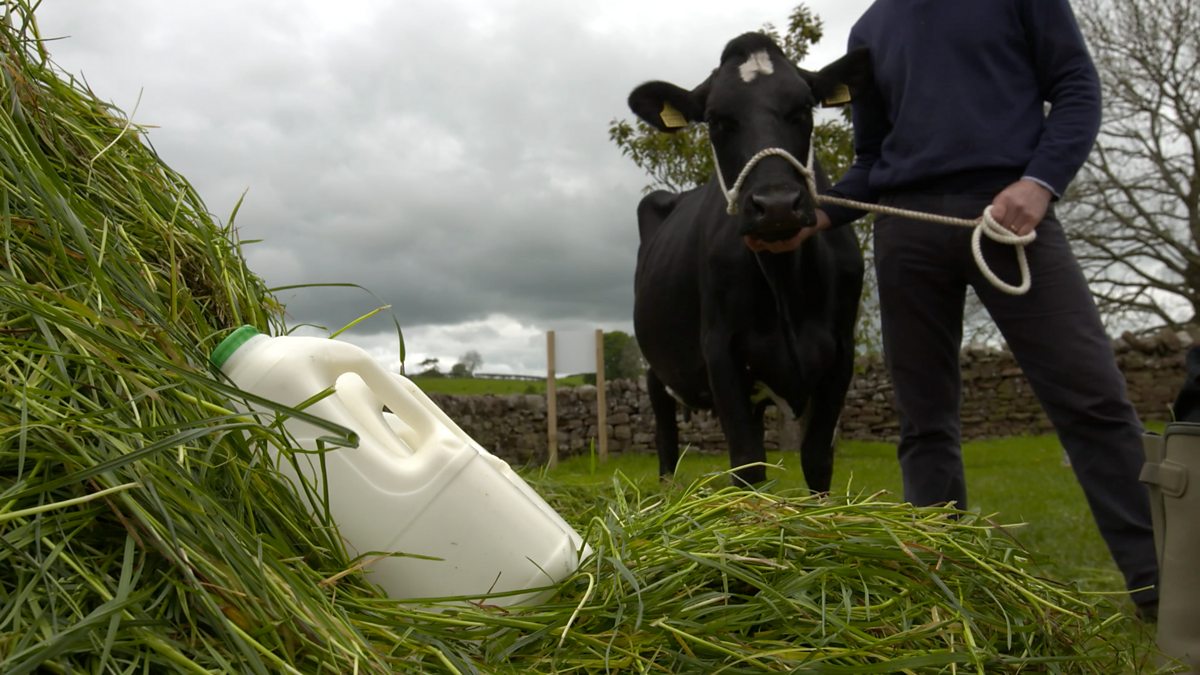 BBC Two Harvest, The North,  exclusive Grass, cow, milk