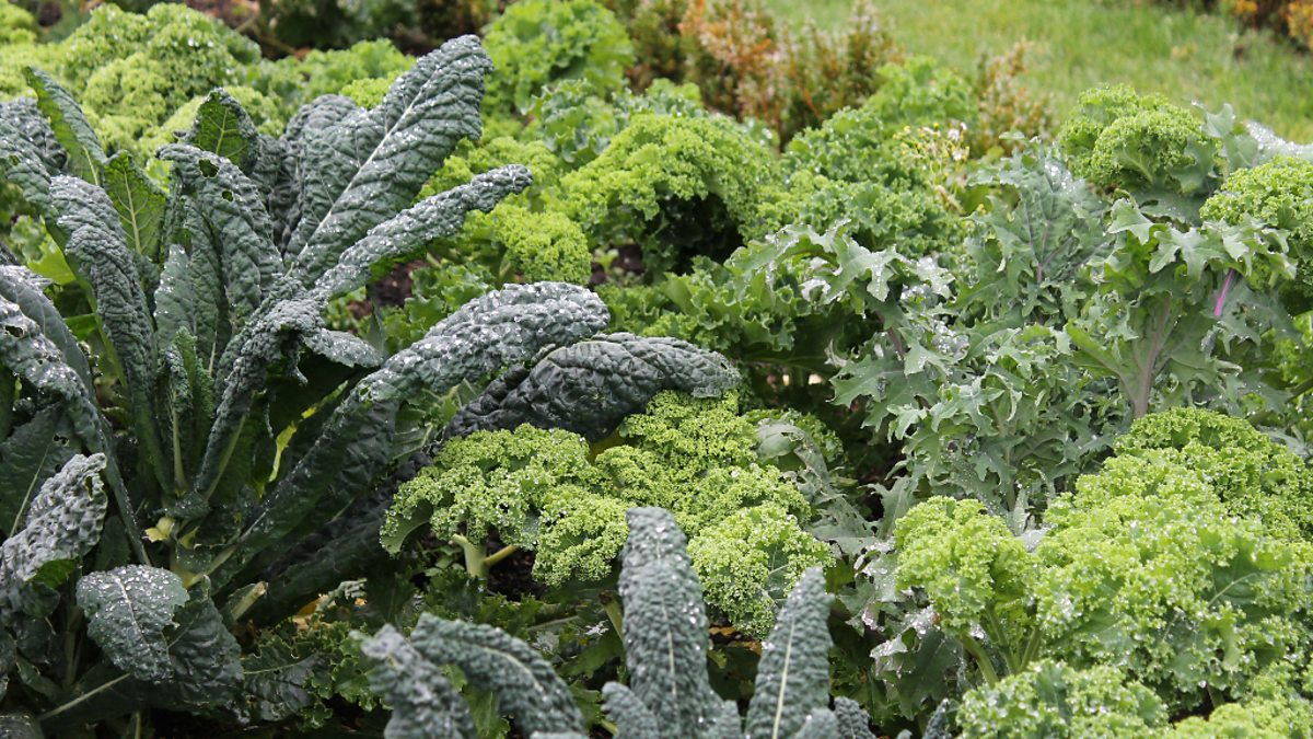 BBC Greens! Gardeners' Corner In Virginia Park Lodge, Co. Cavan.