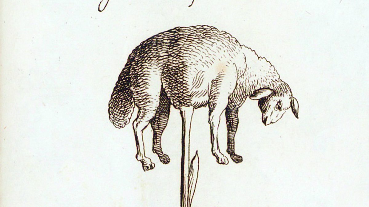 Vegetable lamb. Баранец Бестиарий. Vegetable Lamb of Tartary. Баранец мифология. Баранец растение мифическое.