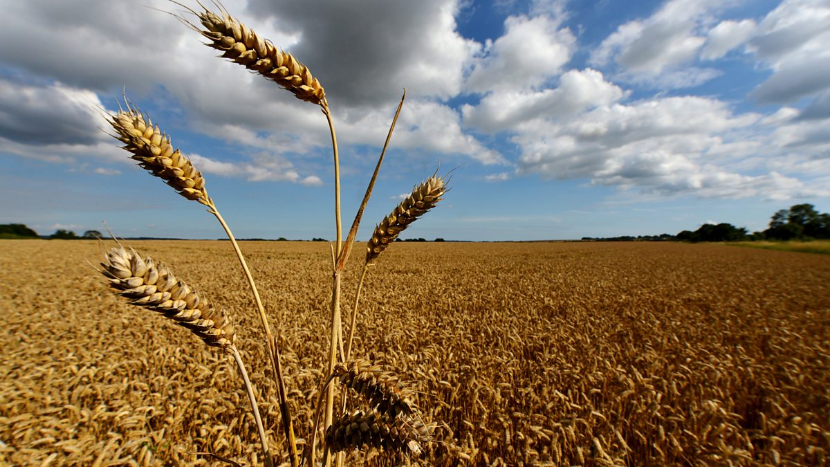 Налог на урожай. Пшеница в Великобритании. Пшеница в Британии.