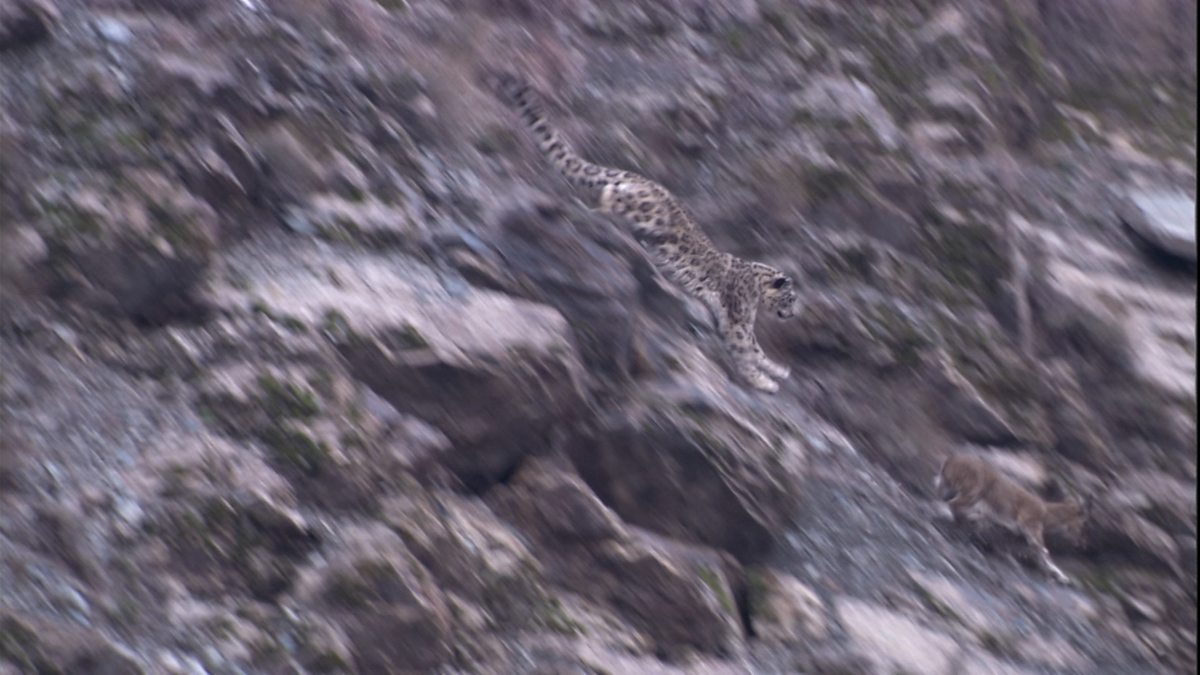 BBC BBC Earth, A snow leopard chases a markhor down a steep mountainside