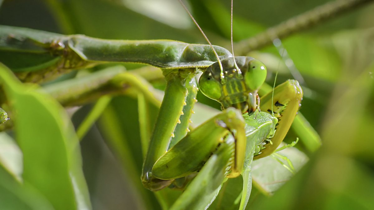 BBC One - Praying Mantis, Madagascar - The Hunt, The Hardest Challenge ...