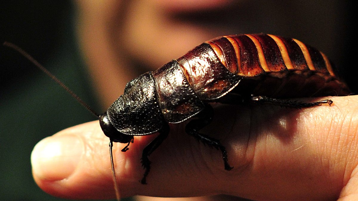 Bbc Radio 4 Natural Histories Cockroach The Creepiest Of Crawlies