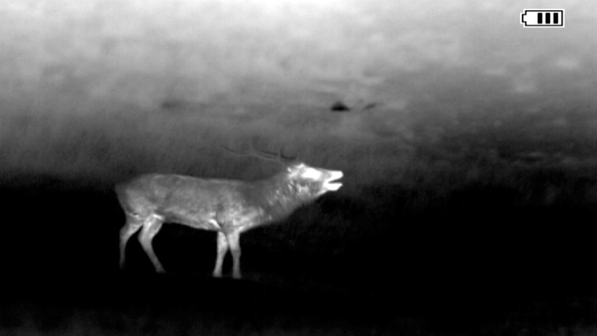 BBC Two Autumnwatch, 2015, Autumnwatch Day Three, Red deer rut at night