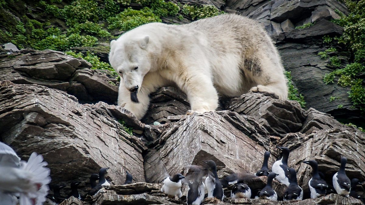 polar bear predators