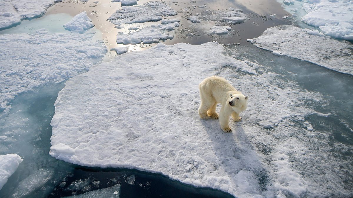polar bear predators